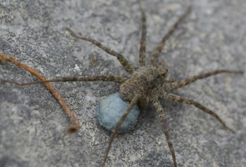 Pardosa morosa